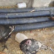 فروش بوقلمون نر داشتی