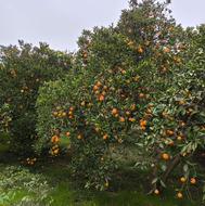 پرتقال تامسون سردرختی