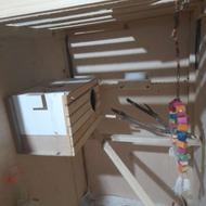 فروش لونه جوجه کشی و نکهداری عروس هلندی