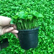 سبزه نارنج.....