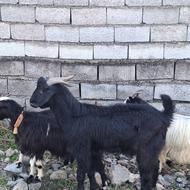 فروش بز نر کهار