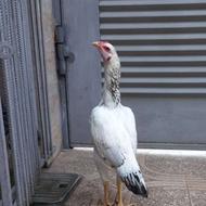 مرغ لاری فروشی