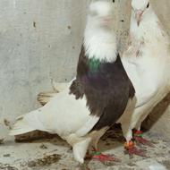 کبوتر طوقی و کله سیاه