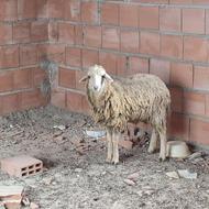 قیمت کیلویی 350 هزار تومان