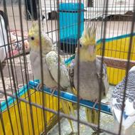 2 عدد عروس هلندی. و یک عدد مرغ عشق رایگان