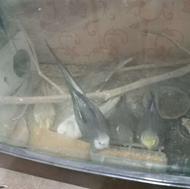 عروس هلندی دوتاجفت وبقیه نر