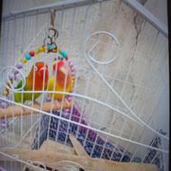 طوطی صورت هلویی و فیشر تخم گذار با وسایل