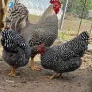 خروس پلیموتراک