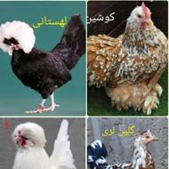 فروش جوجه نژادداردوماهه