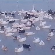 فروش اردک شالیزار