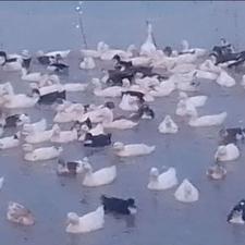 فروش اردک شالیزار