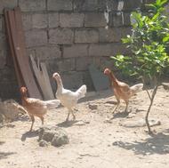 تخم مرغ لاری