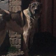 سرابی زیبا از نسل آلاشت اردبیل واگذار