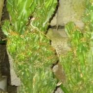 لیندا غول پیکر، کاکتوس صخره ای، برگ عبایی، باباادم، سیکاس