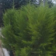 کاج تافسون قیمت مناسب