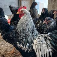 مرغ بارنولدر