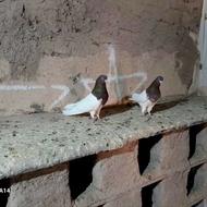 کبوتر کله ای