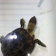 3 تا لاکپشت با هم پونصد