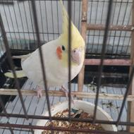 عروس هلندی مولد با جوجه