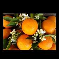 خریدار نارنج با بالاترین قیمت