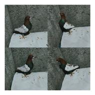 فروش کبوترتعداد8عدد