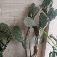 کاکتوس4ساله