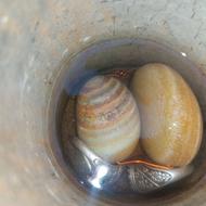 انگشتر و انواع مهره تضمینی