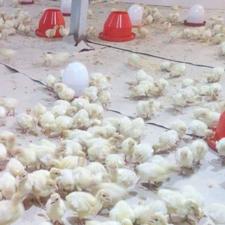 جوجه بوقلمون