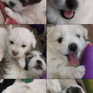 سگ شیتزو تربیت شده واگذار