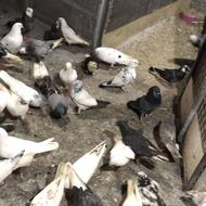 فروش کبوتر یه جا دونه 100