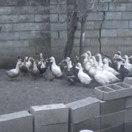 اردک محلی بک بکی