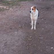 سگ گوسفندی و شکاری