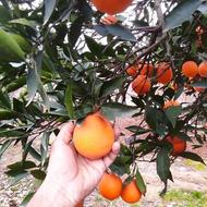 تامسون به مقدار یک نیسان