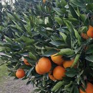 پرتقال تامسون خونی (مورو)