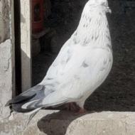 کبوترفروشی