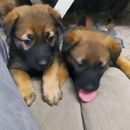 توله ژرمن میکس واگذاری