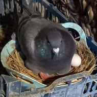 جفت کبوتر با تخم