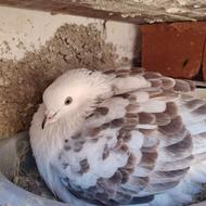 کبوتر دوکت پرشی تیرماه