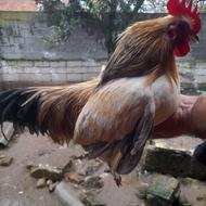 خروس مرغ پاپر