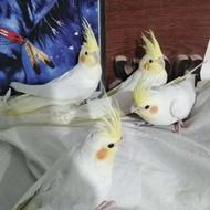 جوجه عروس هلندی لوتینو