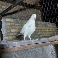 معاوضه و فروش کفتر