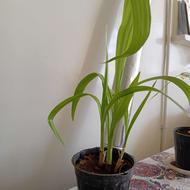 سوسن عنکبوتی با تخفیف ویژه