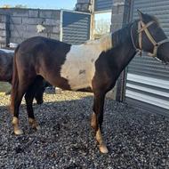 اسب ابلق ماده 2راس