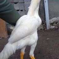 3 عدد جوجه خروس لاری اصیل نژاد دار