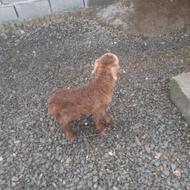 بره گوسفند خالک نر