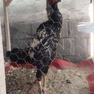 خروس لاری اصیل