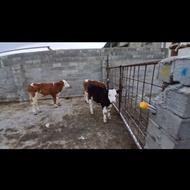 فروش گوساله