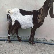 گوسفند ماده