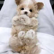 یه توله سگ نژاد پودل و مالتیز واگذاری