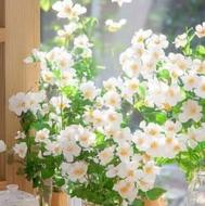 پارتنر برای پیاده روی